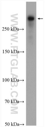 DIDO1 Antibody in Western Blot (WB)