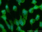 RNF216 Antibody in Immunocytochemistry (ICC/IF)