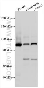 RNF216 Antibody in Western Blot (WB)