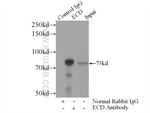 ECD Antibody in Immunoprecipitation (IP)