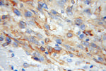 RCN2 Antibody in Immunohistochemistry (Paraffin) (IHC (P))