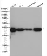 CAPG Antibody in Western Blot (WB)