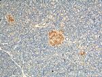 ARL4C Antibody in Immunohistochemistry (Paraffin) (IHC (P))