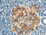 ARL4C Antibody in Immunohistochemistry (Paraffin) (IHC (P))