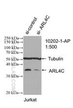 ARL4C Antibody in Western Blot (WB)