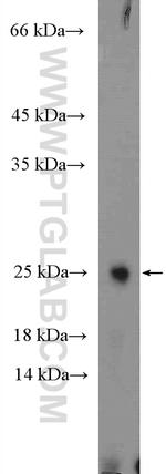 ARL4C Antibody in Western Blot (WB)