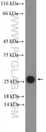 ARL4C Antibody in Western Blot (WB)