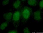 DUSP11 Antibody in Immunocytochemistry (ICC/IF)