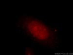 DUSP11 Antibody in Immunocytochemistry (ICC/IF)