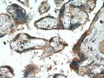 NCK2 Antibody in Immunohistochemistry (Paraffin) (IHC (P))