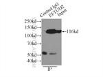 EFTUD2 Antibody in Immunoprecipitation (IP)