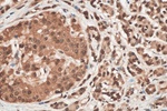 CIRBP Antibody in Immunohistochemistry (Paraffin) (IHC (P))