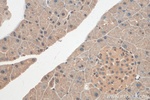 CIRBP Antibody in Immunohistochemistry (Paraffin) (IHC (P))