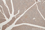 CIRBP Antibody in Immunohistochemistry (Paraffin) (IHC (P))