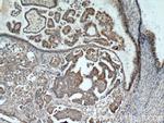 RUVBL1 Antibody in Immunohistochemistry (Paraffin) (IHC (P))