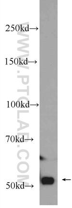RUVBL1 Antibody in Western Blot (WB)