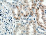 HSPBP1 Antibody in Immunohistochemistry (Paraffin) (IHC (P))
