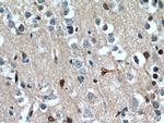 TSC22D1 Antibody in Immunohistochemistry (Paraffin) (IHC (P))