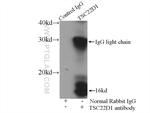 TSC22D1 Antibody in Immunoprecipitation (IP)