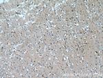 TSC22D1 Antibody in Immunohistochemistry (Paraffin) (IHC (P))