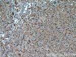 TSC22D1 Antibody in Immunohistochemistry (Paraffin) (IHC (P))