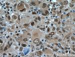 TSC22D1 Antibody in Immunohistochemistry (Paraffin) (IHC (P))