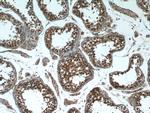 TSC22D1 Antibody in Immunohistochemistry (Paraffin) (IHC (P))