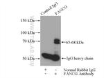 FANCG Antibody in Immunoprecipitation (IP)