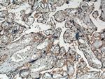 Chemerin Antibody in Immunohistochemistry (Paraffin) (IHC (P))