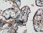Chemerin Antibody in Immunohistochemistry (Paraffin) (IHC (P))