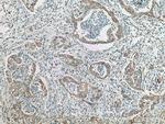 SAPK4 Antibody in Immunohistochemistry (Paraffin) (IHC (P))