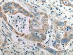 SAPK4 Antibody in Immunohistochemistry (Paraffin) (IHC (P))