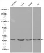 SAPK4 Antibody in Western Blot (WB)