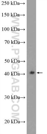 SAPK4 Antibody in Western Blot (WB)