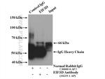 EIF3D Antibody in Immunoprecipitation (IP)