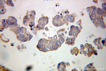 PDLIM7 Antibody in Immunohistochemistry (Paraffin) (IHC (P))
