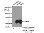 PDLIM7 Antibody in Immunoprecipitation (IP)