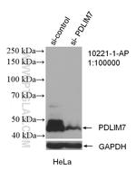 PDLIM7 Antibody in Western Blot (WB)
