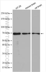 Sam68 Antibody in Western Blot (WB)