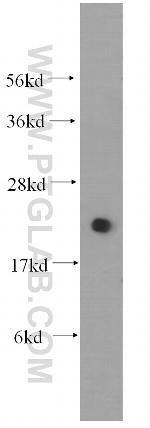 UBC9 Antibody in Western Blot (WB)
