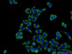 EIF2S2 Antibody in Immunocytochemistry (ICC/IF)
