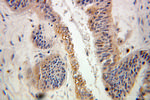 ARL2 Antibody in Immunohistochemistry (Paraffin) (IHC (P))