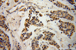 NDE1 Antibody in Immunohistochemistry (Paraffin) (IHC (P))