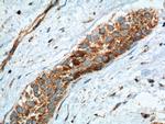 Transgelin 2 Antibody in Immunohistochemistry (Paraffin) (IHC (P))