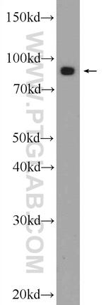 VPS35 Antibody in Western Blot (WB)