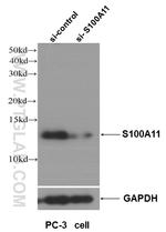 S100A11 Antibody in Western Blot (WB)