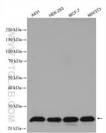 CBX1 Antibody in Western Blot (WB)