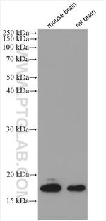CPLX1 Antibody in Western Blot (WB)