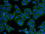 GNB1 Antibody in Immunocytochemistry (ICC/IF)