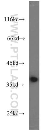 GNB1 Antibody in Western Blot (WB)